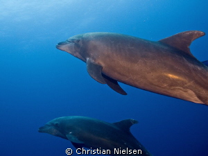 Dolphins close at Roca Partida, wrong lens, should have u... by Christian Nielsen 
